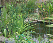 Garden Pond